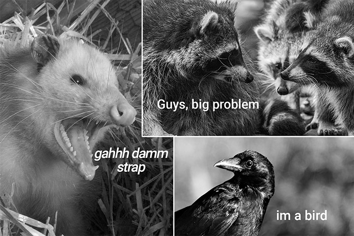 satirical image for pest prevention:opossum screams "gahh damm strap", raccoon leader tells pack "guys, big problem", a dumb crow simply states "im a bird" in response to discovering the Strong Strap